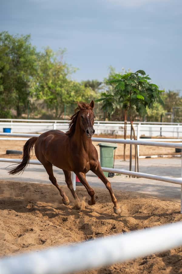 1 Hour Horseback Dubai Desert Park Ride - Riding Through Mushrif Park’s Ghaf Trees