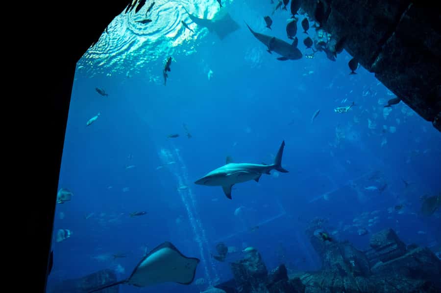 5-Day Pass: Hop-On Hop-Off, Lost World Aquarium, Dubai Frame - Lost World Aquarium at Stop 19