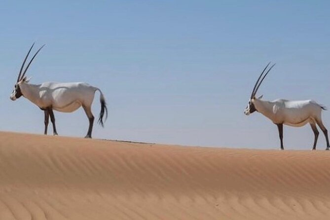 57 Bedouin Culture Safari With Breakfast - The camel ride across the dunes