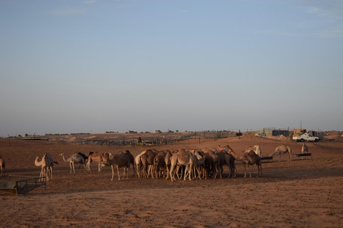6 Hour Private Evening Desert Safari With BBQ Dinner - Big Red and the dune-bashing rush