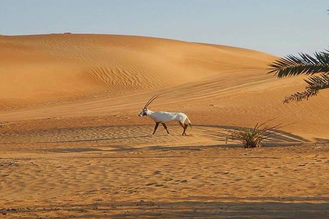 7-hour Small Group 4x4 Desert Safari Tour with Buffet Dinner in Dubai - Comfort details worth planning around