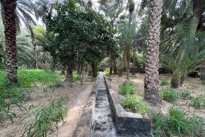 8 Hours Al Ain City Tour without lunch - Al Ain Oasis, the day’s quiet center