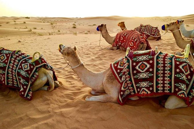 Abu Dhabi 4x4 Desert Safari BBQ Dinner , Camel Ride , Belly Dance - What the dune bashing is really like