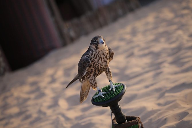Abu Dhabi Desert Safari (Dune Bashing, BBQ Dinner, Camel Ride & Sand Skii) - Dune bashing across the Abu Dhabi sand