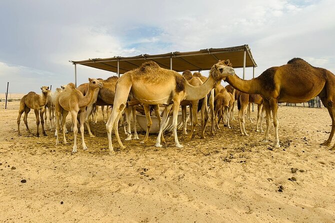 Abu Dhabi Desert Safari With BBQ Dinner & Live Shows - Henna, shisha, and the camp atmosphere