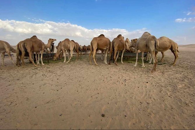 Abu Dhabi Desert safari with BBQ Dinner,Sandboarding & Camel ride - Belly dancing and Tanura after dinner
