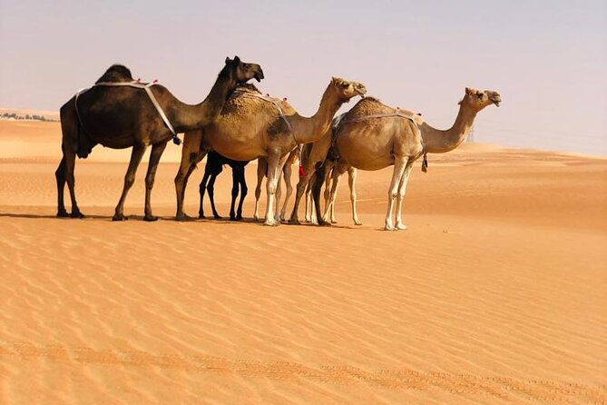 Abu Dhabi: Evening Desert Safari with Camel Ride, BBQ & Live Show - Stargazing and the ride back
