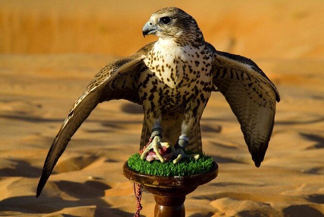 Abu Dhabi Falcon Hospital Tour - Key points to know before booking