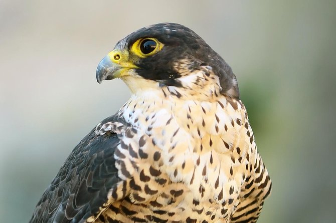 Abu Dhabi Falcon Hospital Tour - Why Abu Dhabi Falcon Hospital matters
