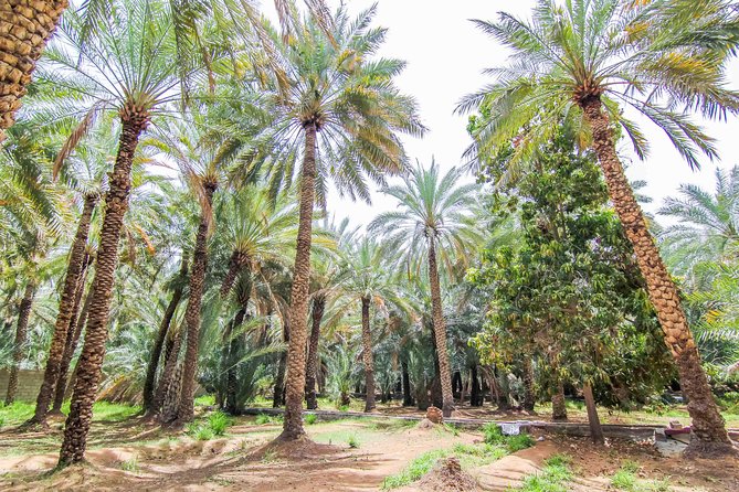 Al Ain City Sightseeing tour with Lunch from Dubai - Key points to know before you book
