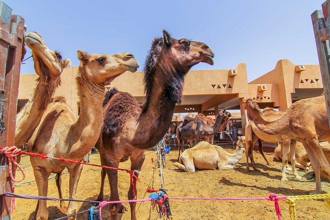 Al Ain City Sightseeing tour with Lunch from Dubai - Guide quality and the shape of the experience