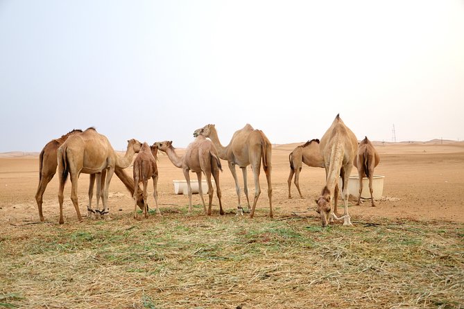 Al Ain Desert Safari with Buffet Dinner - Starting at 3:00 pm from Al Ain