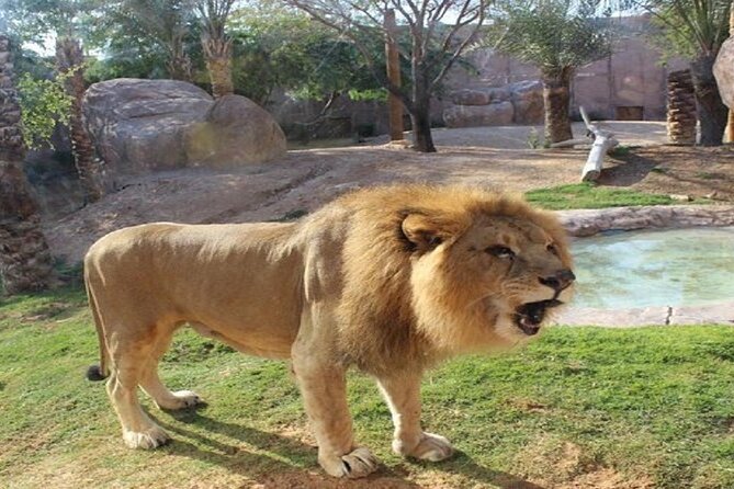 Al Ain Garden City Tour From Dubai - Why Al Ain makes a good break from Dubai