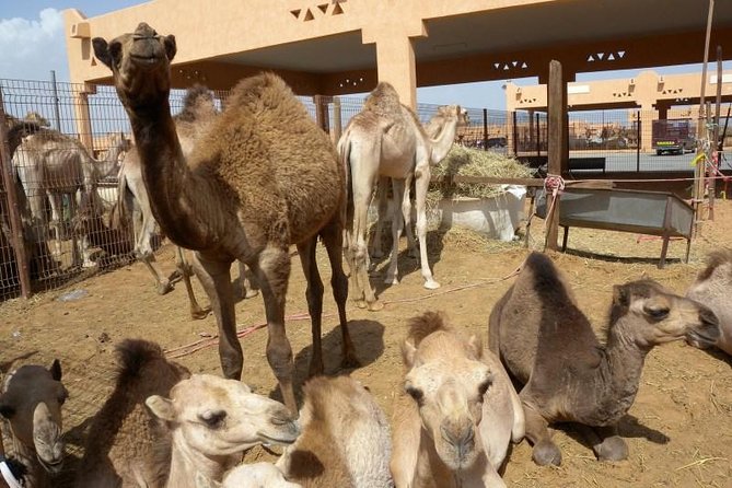 Al Ain Garden City Tour From Dubai - Al Ain Oasis and the old irrigation system