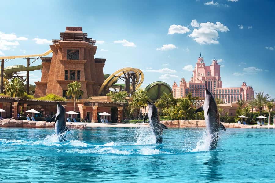 Aquaventure World: Dolphin Paddle and Waterpark Day Pass - Twenty minutes in the water with the dolphins