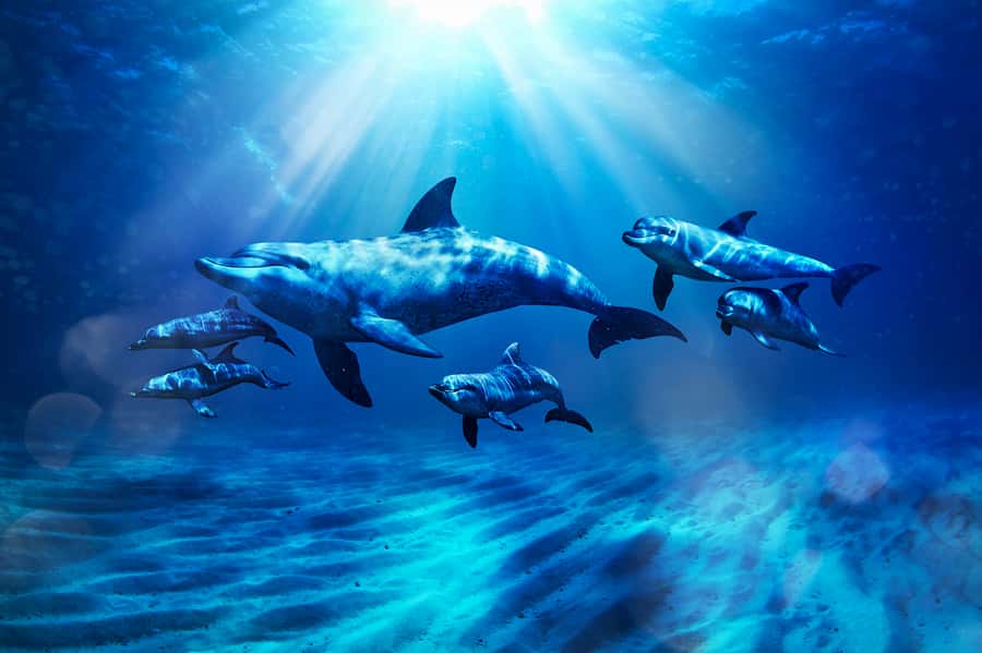 Aquaventure World: Dolphin Paddle and Waterpark Day Pass - The first 10 minutes: check-in, changing, and safety