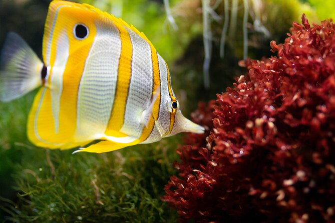 Burj Khalifa and Dubai Aquarium Combo Entrance Ticket - Timing is the part you must get right