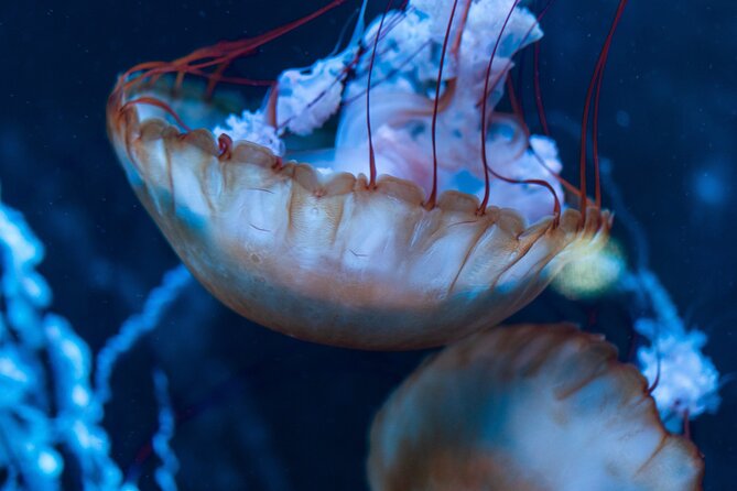 Burj Khalifa and Dubai Aquarium Combo Entrance Ticket - How good is the value at $114.29?