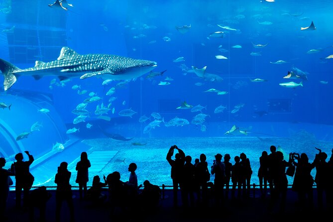 Burj Khalifa, Dubai Aquarium & UWZ with Penguin Cove Entry Ticket - From the skyline to the aquarium tunnel