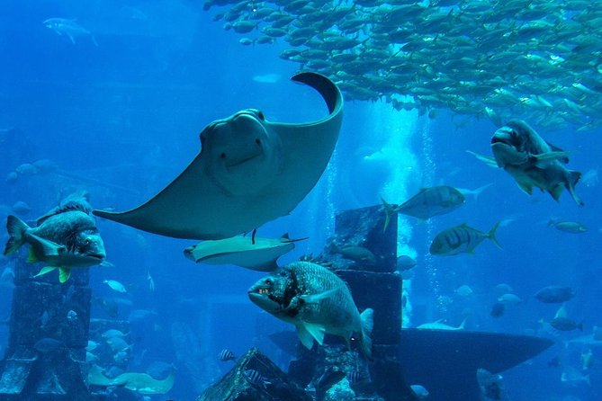 Burj Khalifa, Dubai Aquarium & UWZ with Penguin Cove Entry Ticket - What you can and cannot see from the upper floors