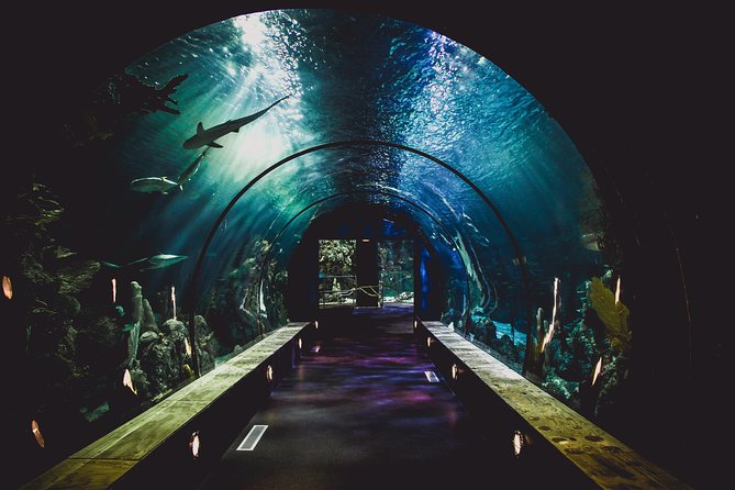 Burj Khalifa, Dubai Aquarium & UWZ with Penguin Cove Tickets - Finding the Dubai Aquarium and Underwater Zoo