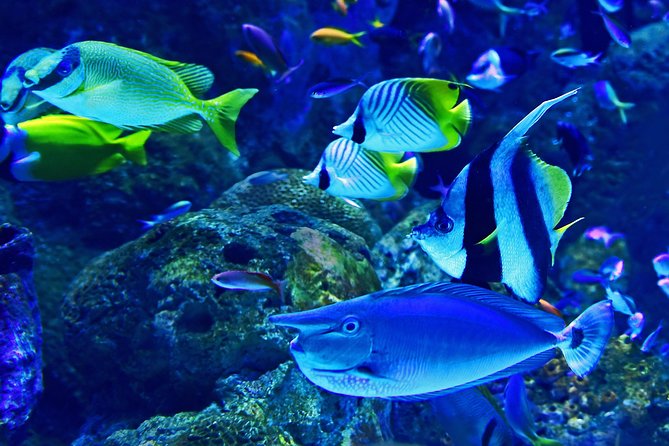 Burj Khalifa, Dubai Aquarium & UWZ with Penguin Cove Tickets - How the combo works in real time