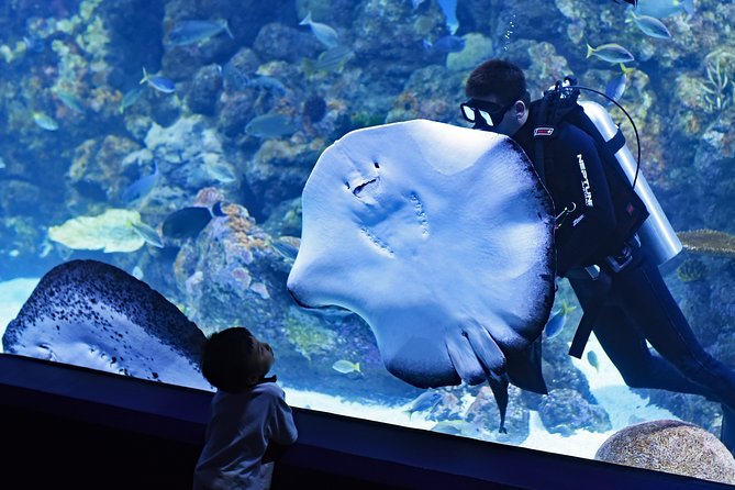 Burj Khalifa, Dubai Aquarium & UWZ with Penguin Cove Tickets - Is $118.75 good value?