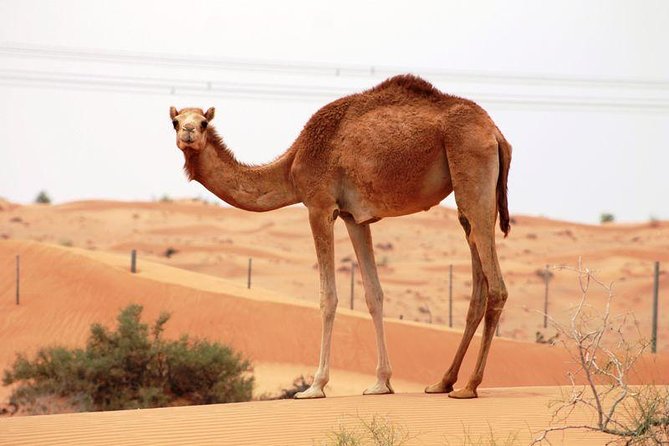 Camel Farm Visit - Dubai UAE - Why this camel visit is different from a standard desert safari