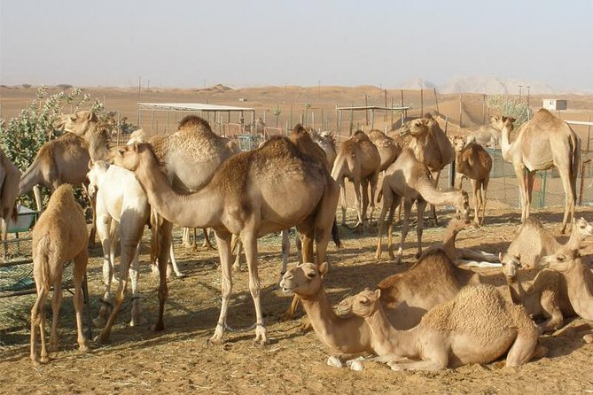 Camel Farm Visit - Dubai UAE - A short desert stop before the farm