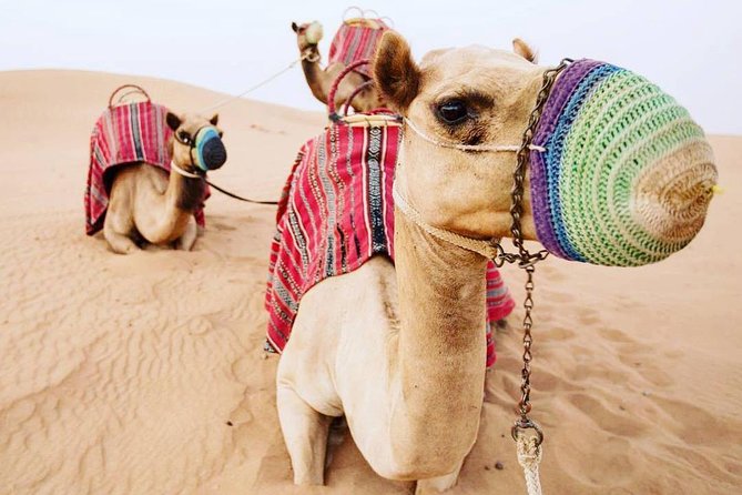 Camel Farm Visit - Dubai UAE - Meeting the camels near Lahbab
