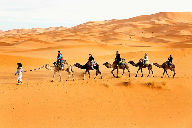 Camel Trekking Dubai with Dune Bashing and Sand Boarding - The camel farm changes the pace