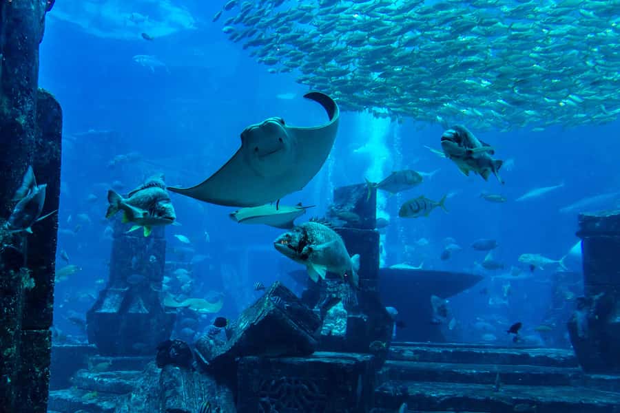 City Sightseeing Dubai HOHO Bus Tour, Aquaventure & More - Key points at a glance