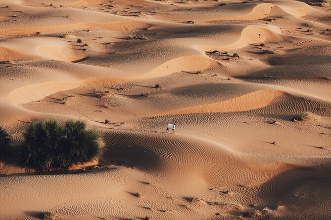 Deluxe Hot Air Balloon Ride with Breakfast & Flight Falcon Show - Breakfast at the Bedouin camp