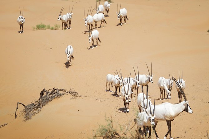 Desert Conservation Wildlife Drive & Breakfast at Al Maha Resort - What You Look For on the Wildlife Drive