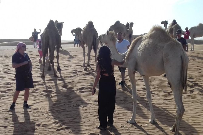 Desert Safari Tour, Quad Bike with BBQ Dinner & Show from Dubai - The seven-hour camp evening