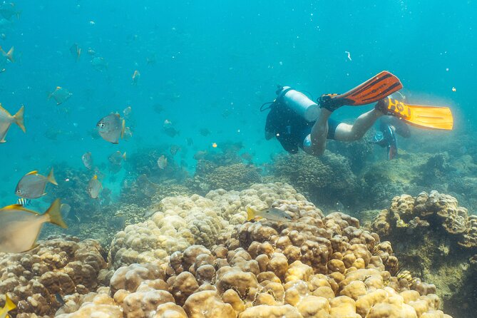 Dive trip to the coral reefs of Fujairah for certified scuba divers - Marine life, coral, and the luck factor