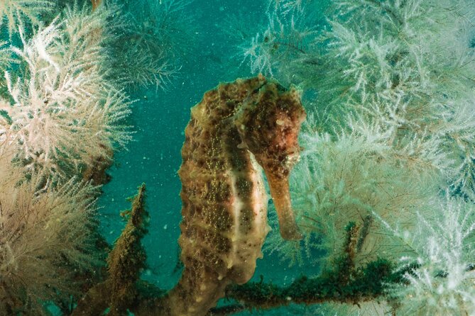 Dive trip to the coral reefs of Fujairah for certified scuba divers - Is $205.14 a fair price?