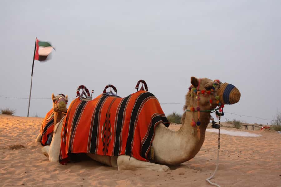 Dubai 4WD Evening Desert Safari - What dune bashing feels like in a Land Cruiser