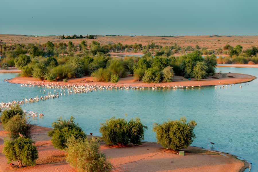Dubai: Al Marmoom and Al Qudra Lakes Guided Tour with Dinner - From Dubai pickup to the Al Marmoom Oasis