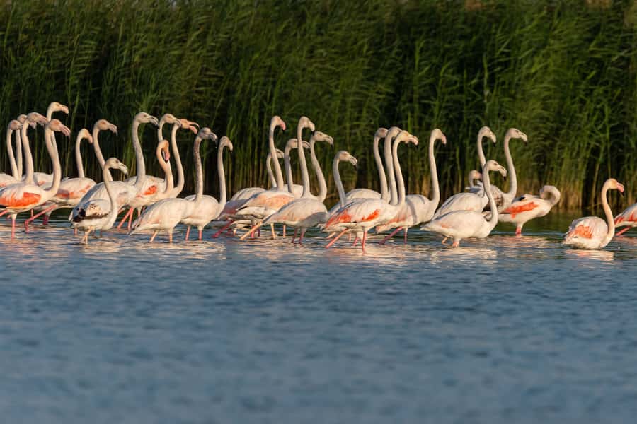 Dubai: Al Marmoom and Al Qudra Lakes Guided Tour with Dinner - Dinner and Bedouin life at the oasis