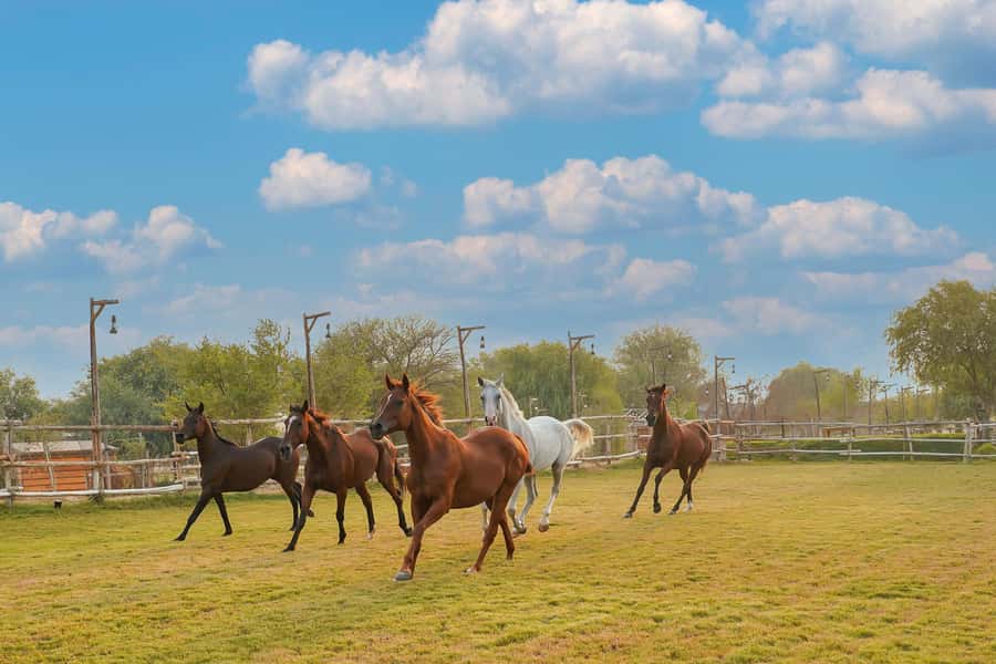 Dubai: Al Marmoom Oasis Horse Riding Experience with Snack - Key points to know before you book