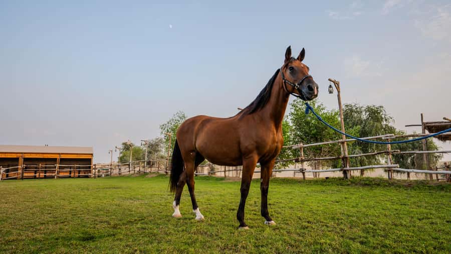 Dubai: Al Marmoom Oasis Horse Riding Experience with Snack - Why Al Marmoom Oasis feels far removed from Dubai
