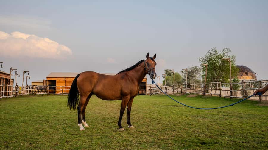 Dubai: Al Marmoom Oasis Horse Riding Experience with Snack - Dress properly or the ride becomes uncomfortable fast