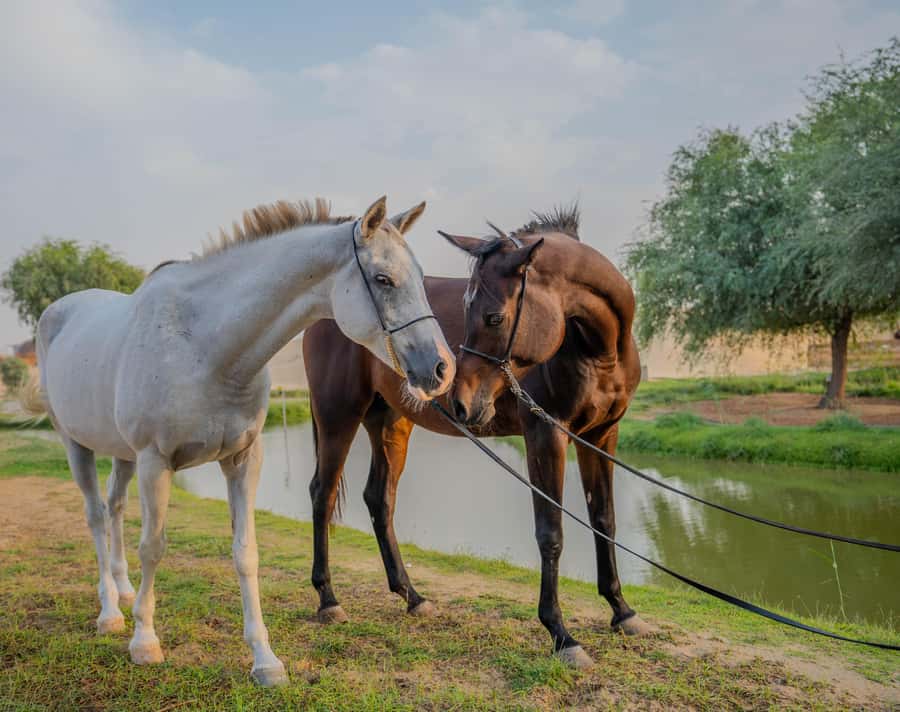 Dubai: Al Marmoom Oasis Horse Riding Experience with Snack - The extra 100 AED charge changes the value calculation
