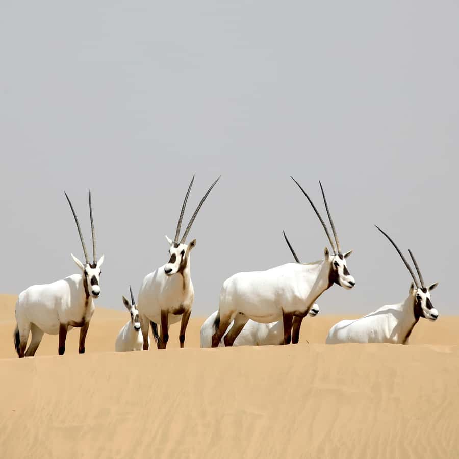 Dubai: Al Marmoom Oasis Safari, Animal Spotting & Breakfast - The camel caravan and what the ride feels like