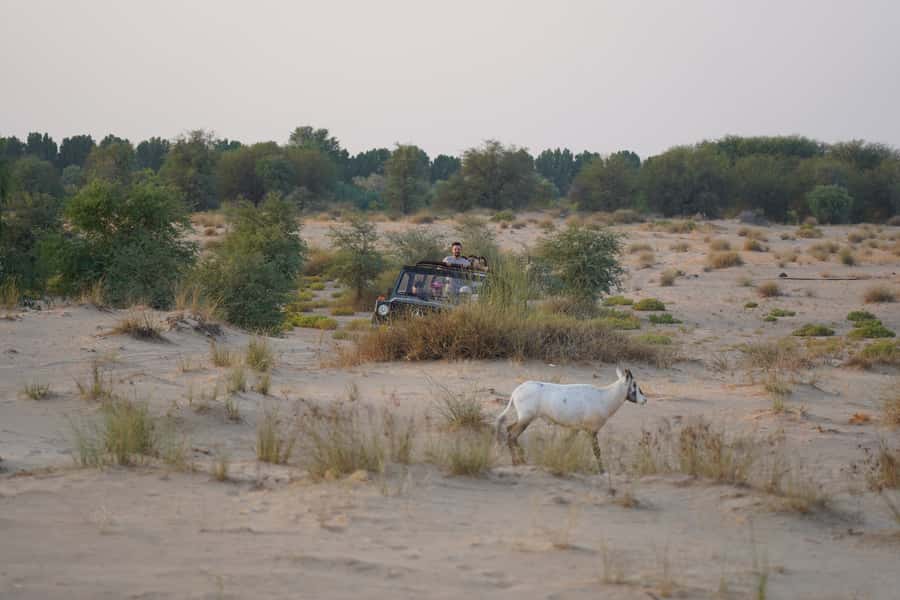 Dubai: Al Marmoom Oasis Safari, Animal Spotting & Breakfast - Falcon photographs and traditional Emirati dress