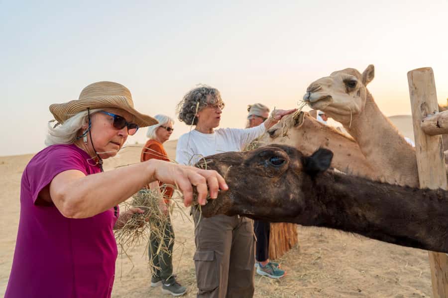 Dubai: Al Marmoom Oasis Safari, Animal Spotting & Breakfast - Is $134 good value?