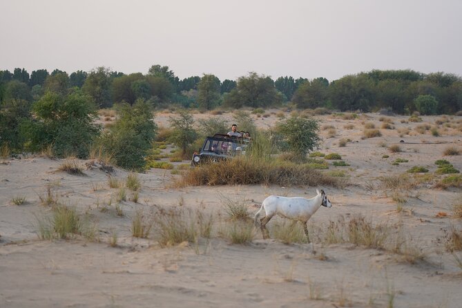 Dubai: Al Marmoom Oasis Vintage Safari: Camels, Stargazing & Meal - The Emirati dinner: generous, but assess your expectations