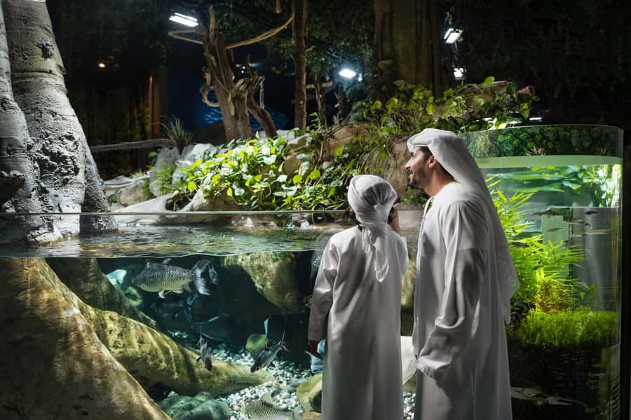 Dubai: Aquarium and Underwater Zoo Experience - Glass-bottom boat and fish feeding