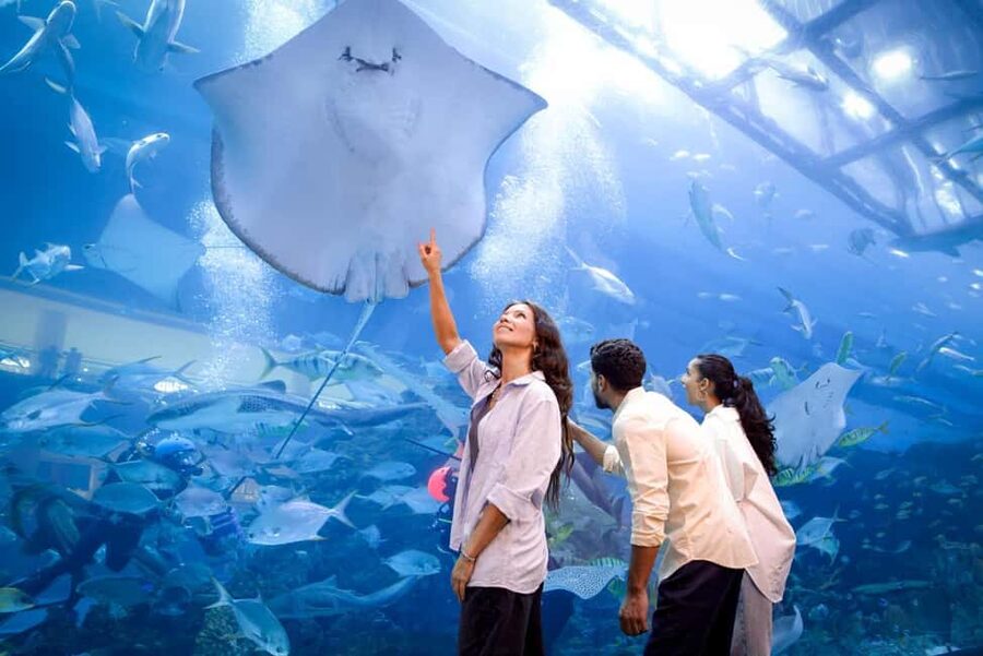 Dubai Aquarium + Sky Views Observatory Tickets - Rainforest, Penguin Cove, and Nursery